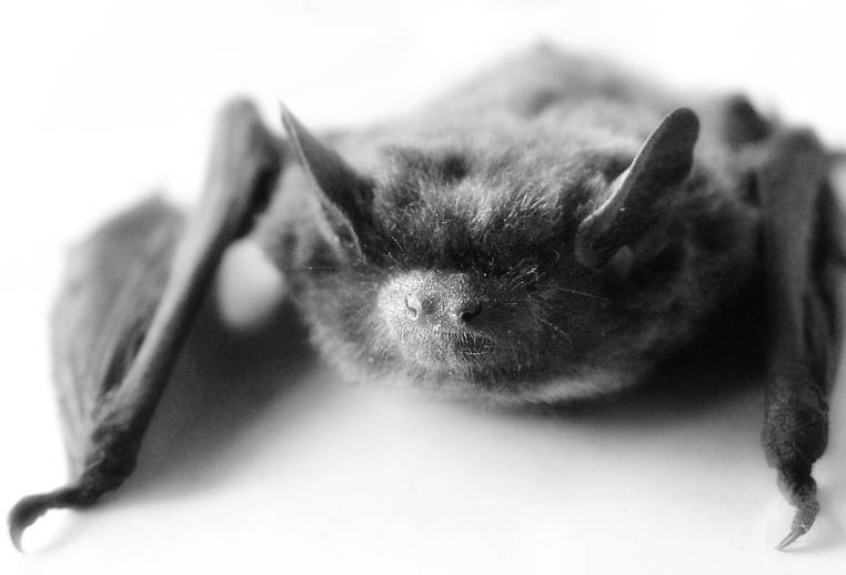 The Bat летучая мышь