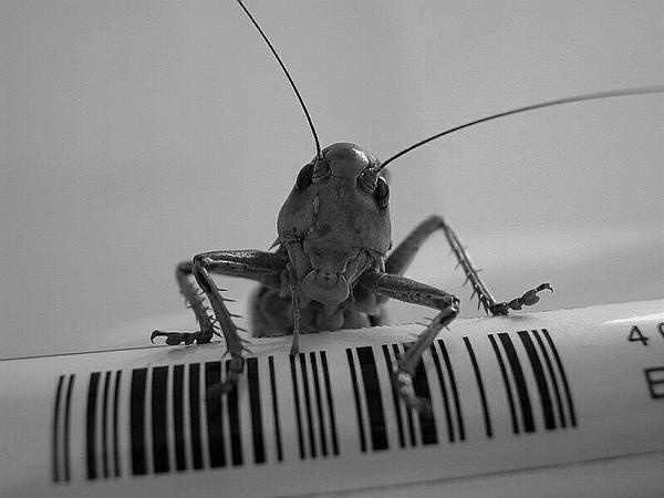 Beatle 