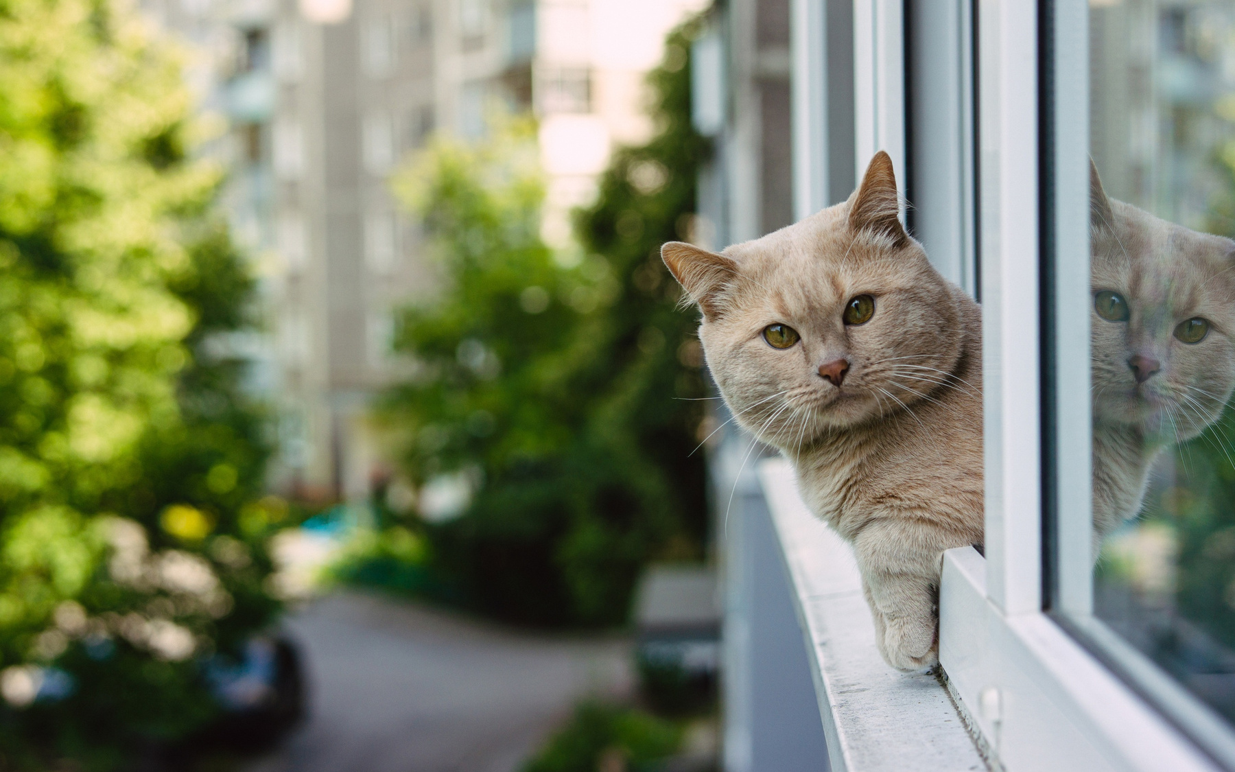 Кот 