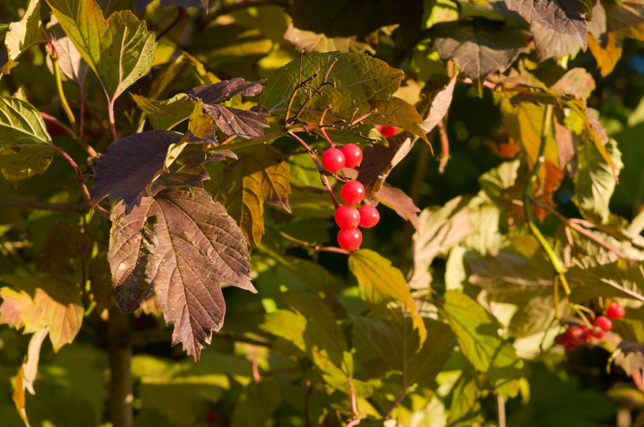 Berried Bush berry leaf nature