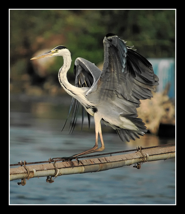 канатоходец! Nikon D70/Sigma 50-500mm 1:4-6.3 APO HSM