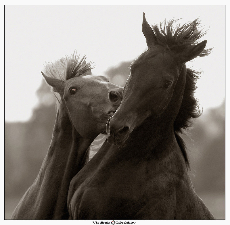 Emotions /продолжение/ 