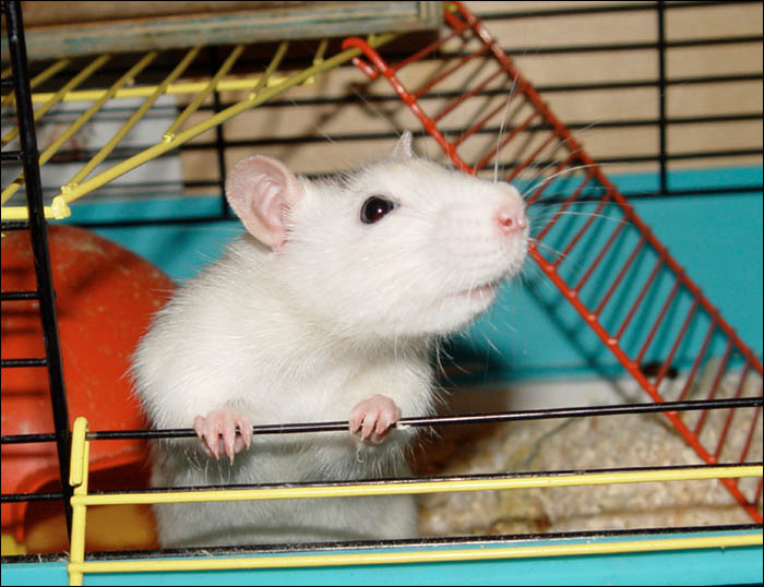 Крыс Крыса Rat