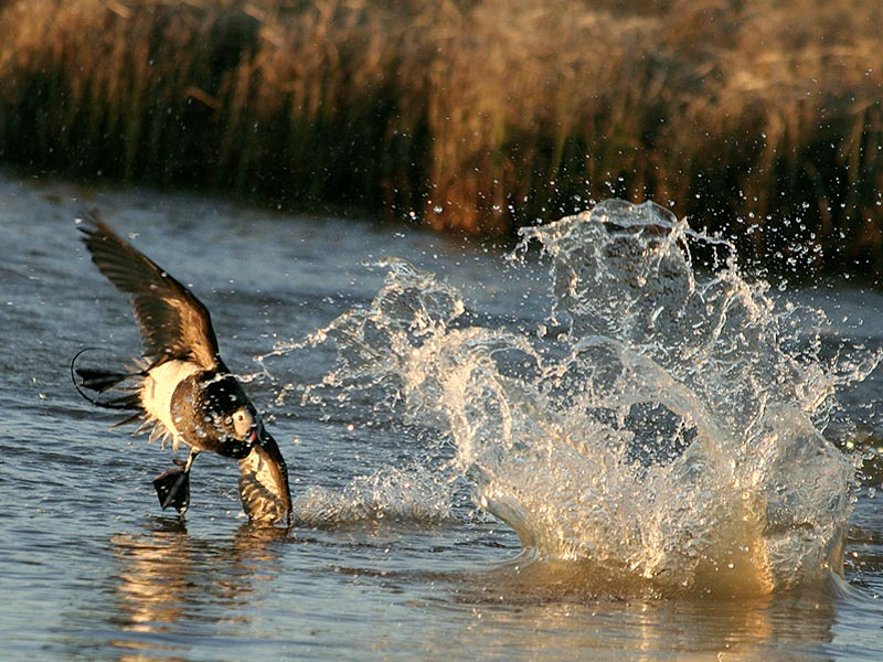 Утиные бои duck aythya утка lake bird селезень нырок Арктика Колгуев озеро птицы