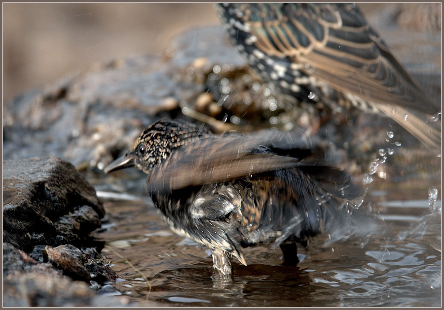 ...если хочешь быть здоров! скворец обыкновенный Sturnus vulgaris