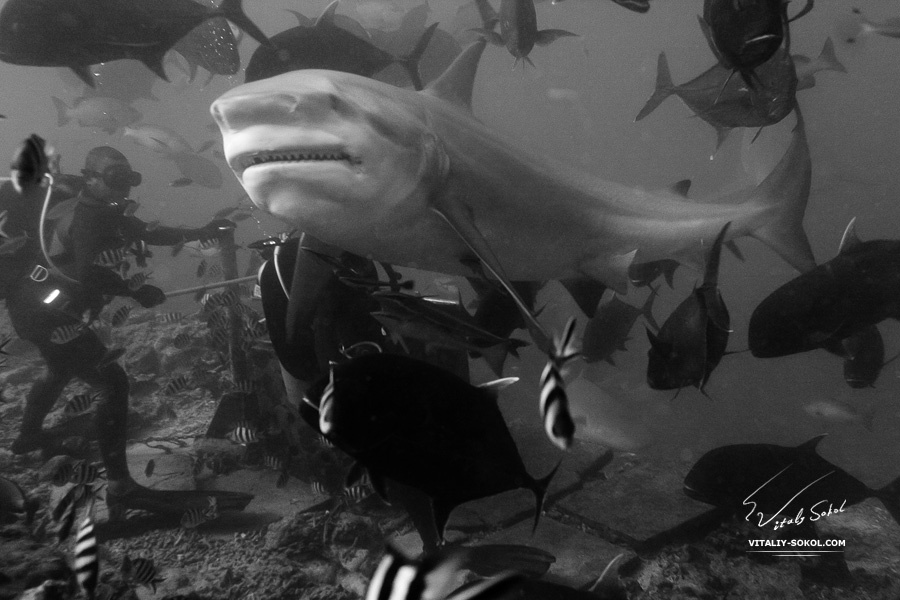 Работа для настоящих мужчин fiji, shark, bullshark, diving
