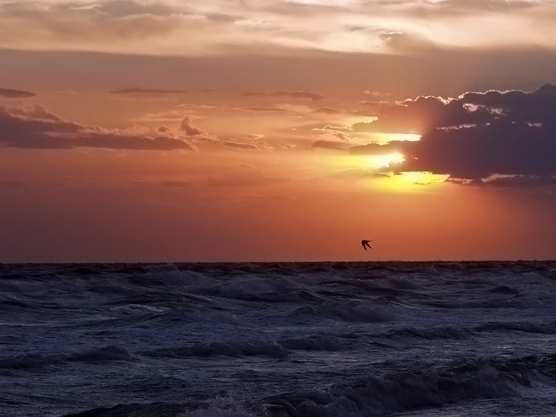 закат закат море чайка