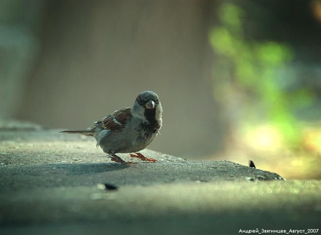 *** фотограф молдова кишинев fotograf moldova chisinau http://www.photograph.md/