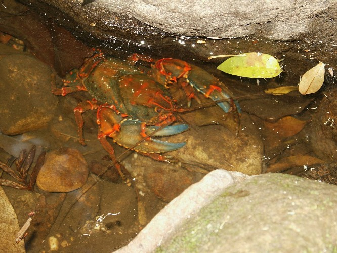 Вооружен и опасен рак река Австралия Голубые горы долина вод Australia NSW Blue Mountains Walley Waters