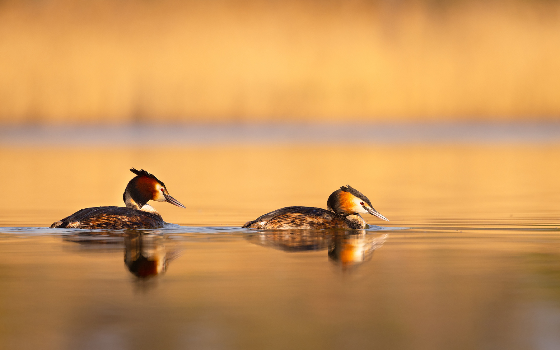 Great Crested Grebe 