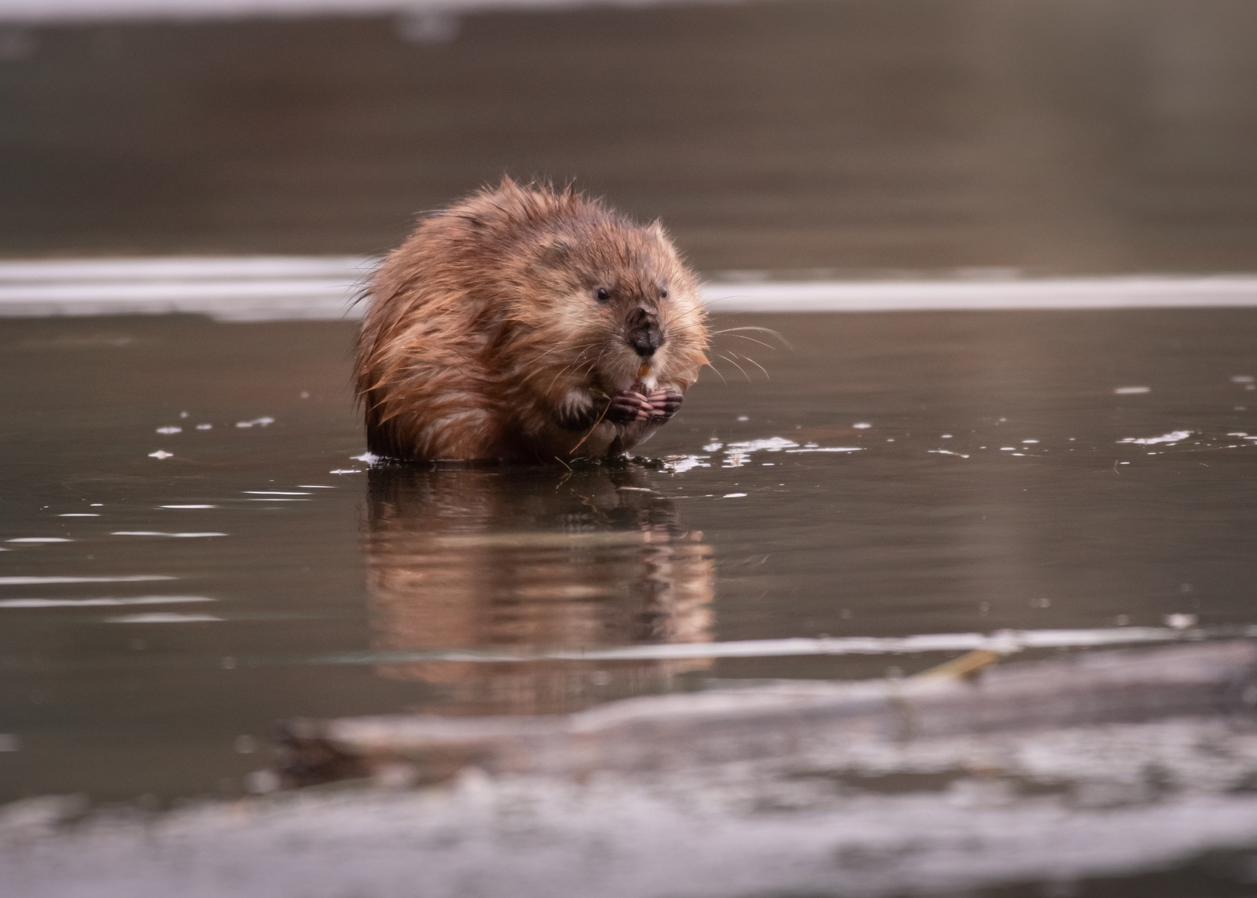 Завтрак ондатры 