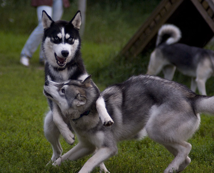 domination husky