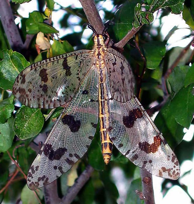 Муравьиный лев (Myrmeleontidae) сетчатокрылые Греция Муравьиный лев