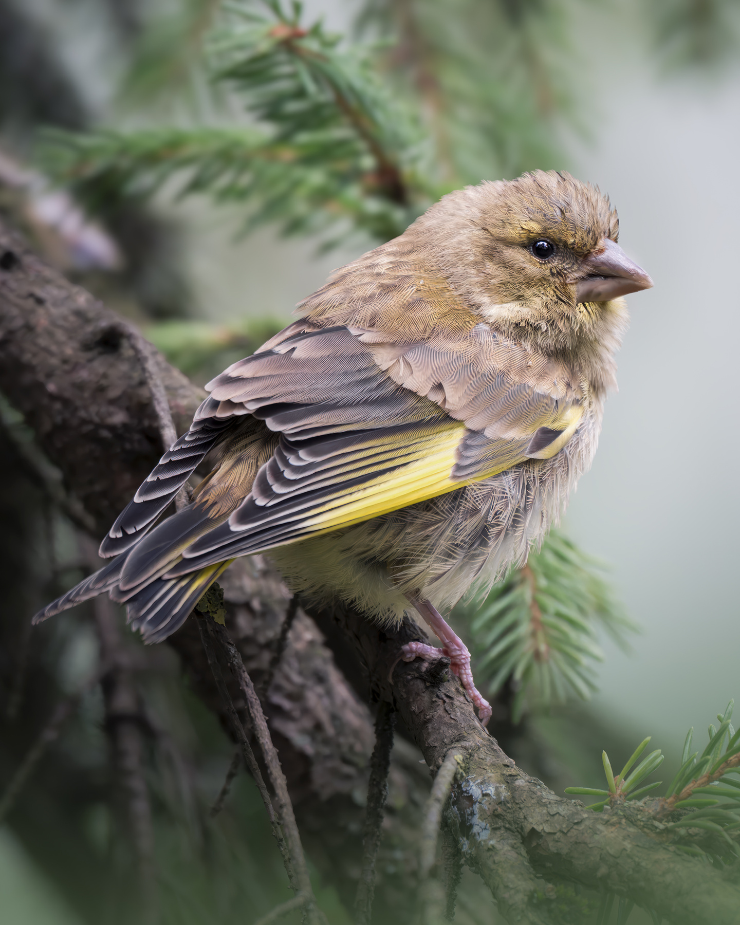 Зеленушка (Chloris chloris) 