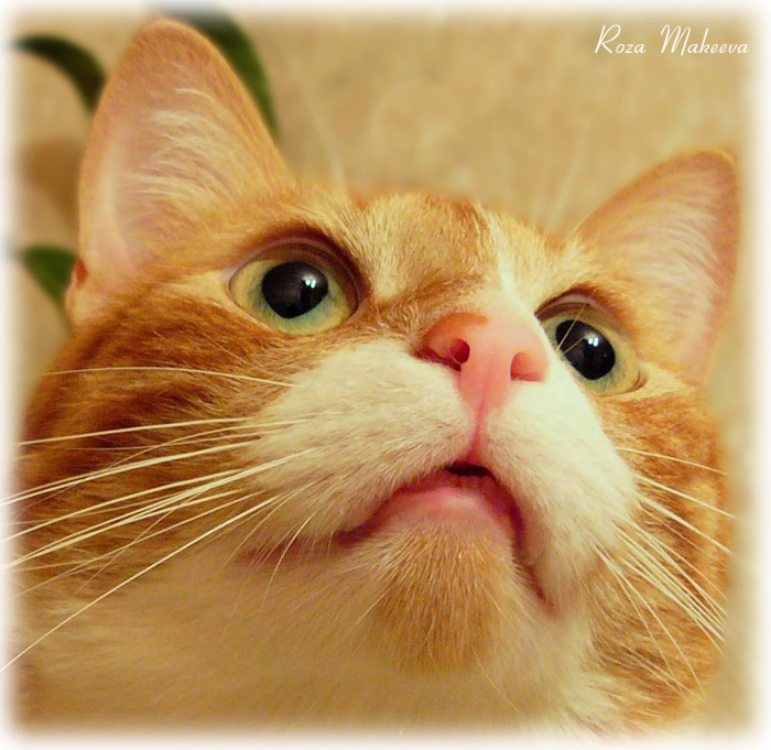 Макс животные кот Макс
