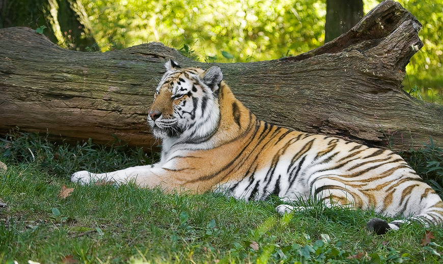 Про КОТА. 