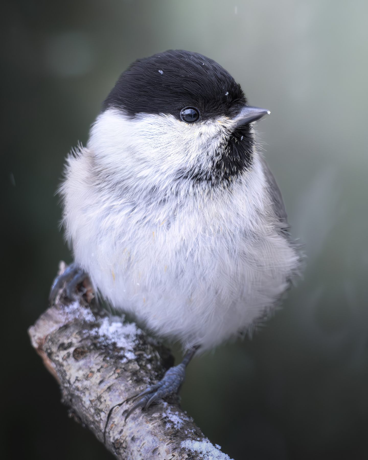 Буроголовая гаичка (Poecile montanus) 