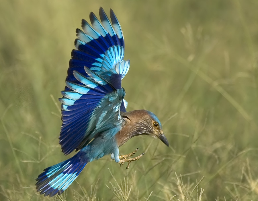 Цвета сизоворонки Бенгальская сизоворонка, Indian Roller, Coracias benghalensis
