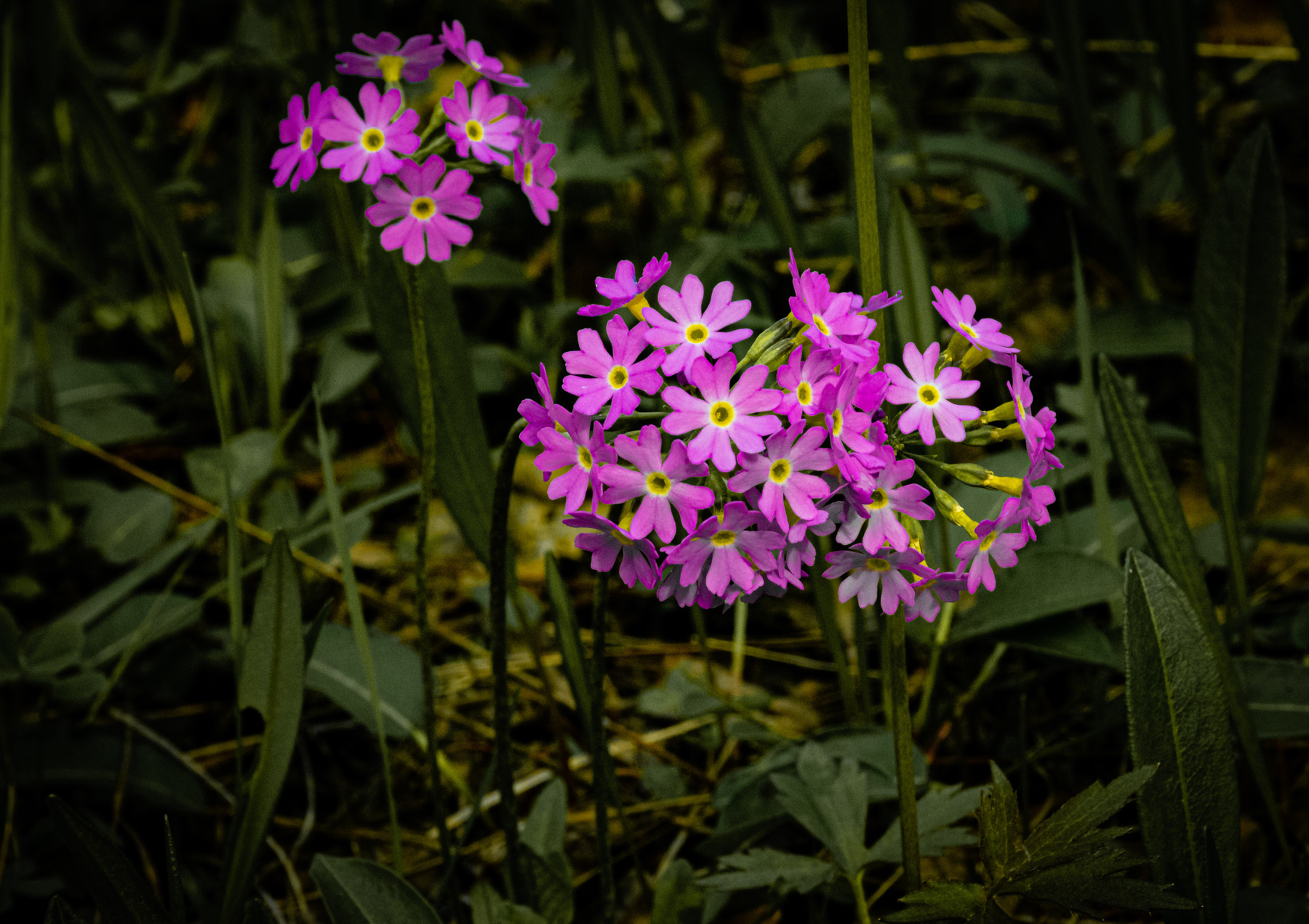 незабудки-3 