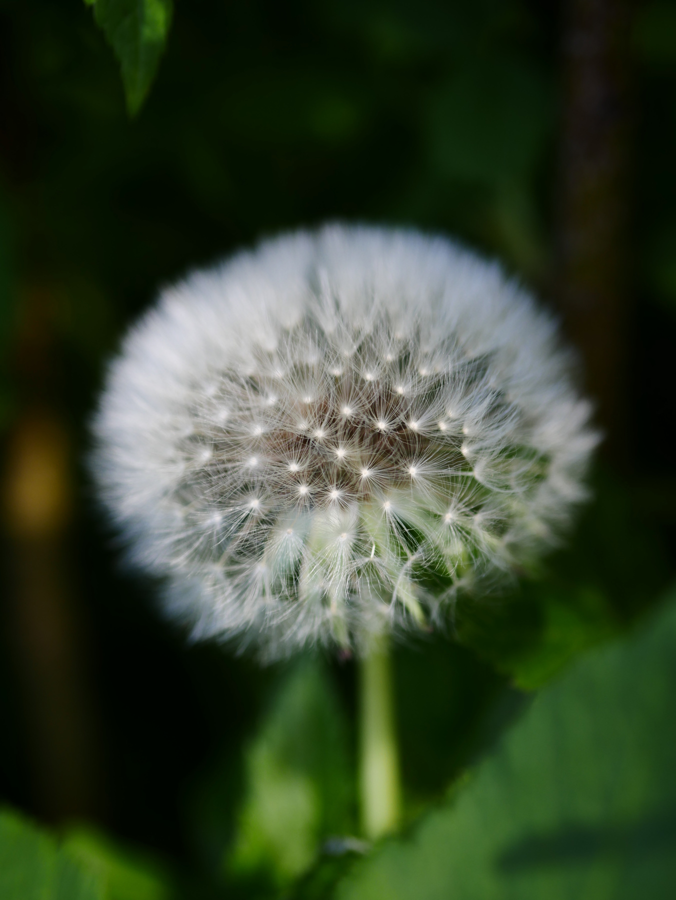 *** Flower dandelion closeup summer