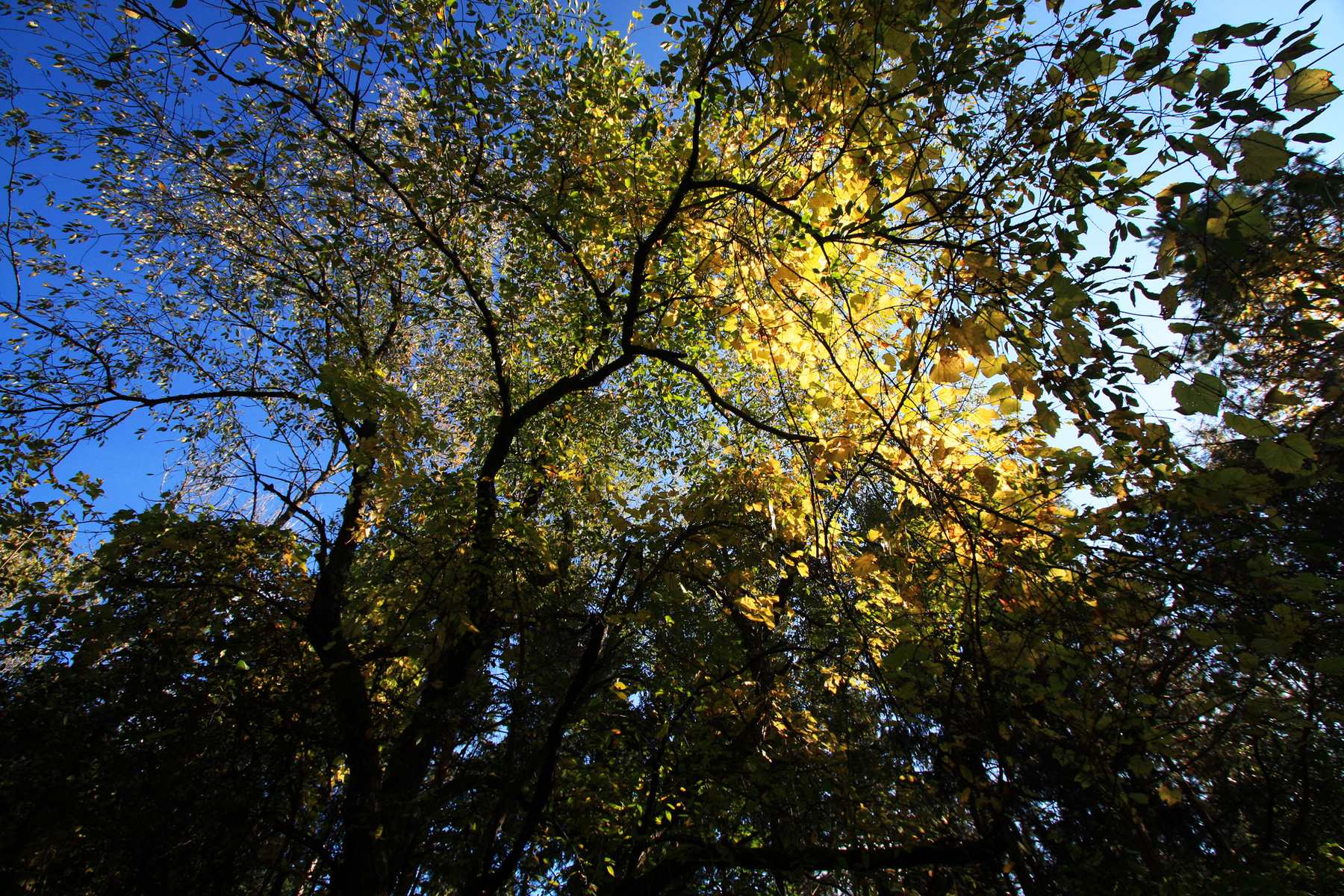 into the light 