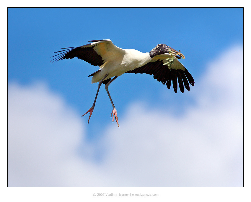 Идущий по облакам аист лесной wood stork Florida US