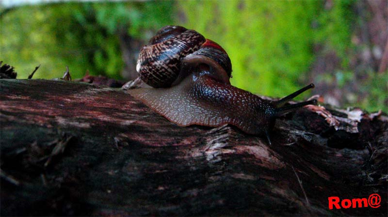Easy snail(просто улитка) Улитка,комарики,родник