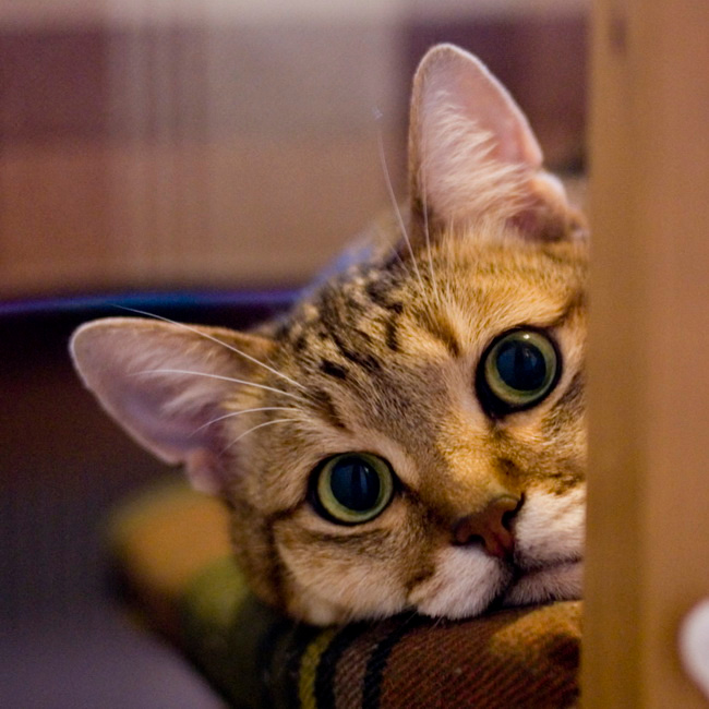 kot cat кот кошка