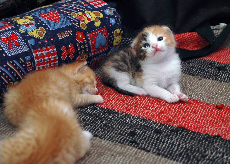 лапочка дочка 