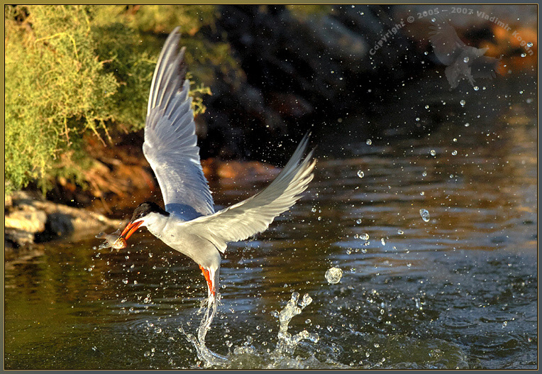 Last Fish Splashing-2 Крачка