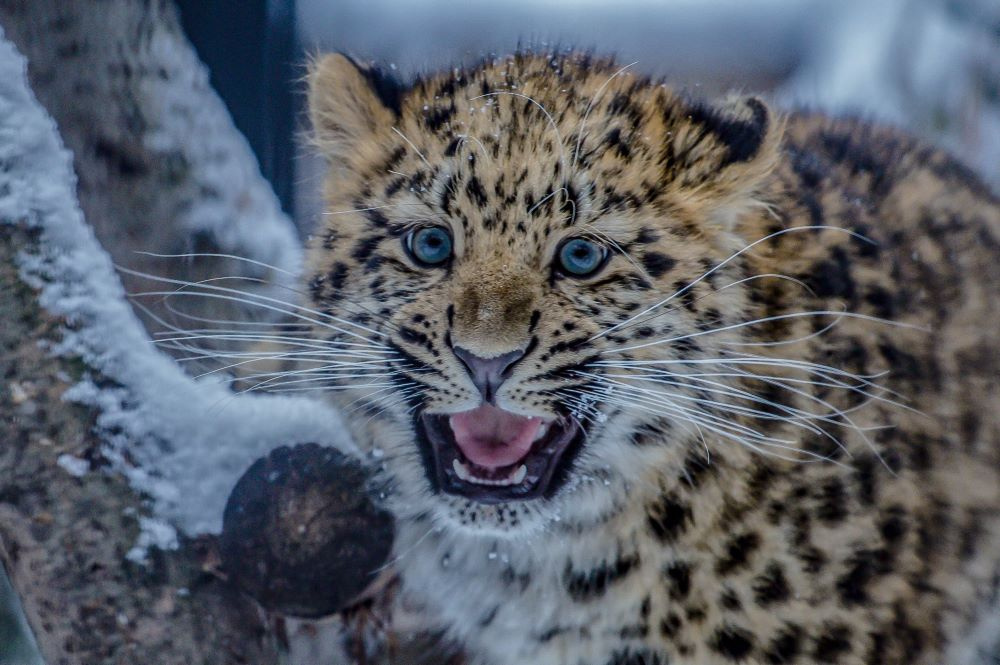 ***леопард 