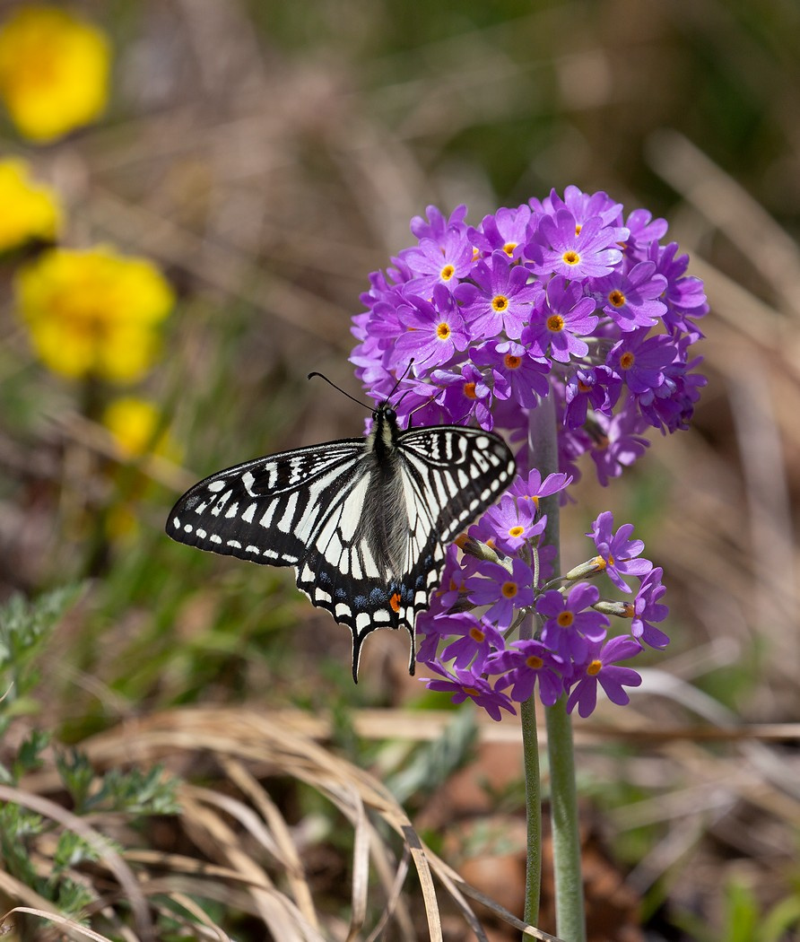 Papilio xuthus Ксут Papilio xuthus остров Русский Владивосток май