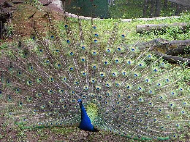 Pavo cristatus Pavo cristatus павлин