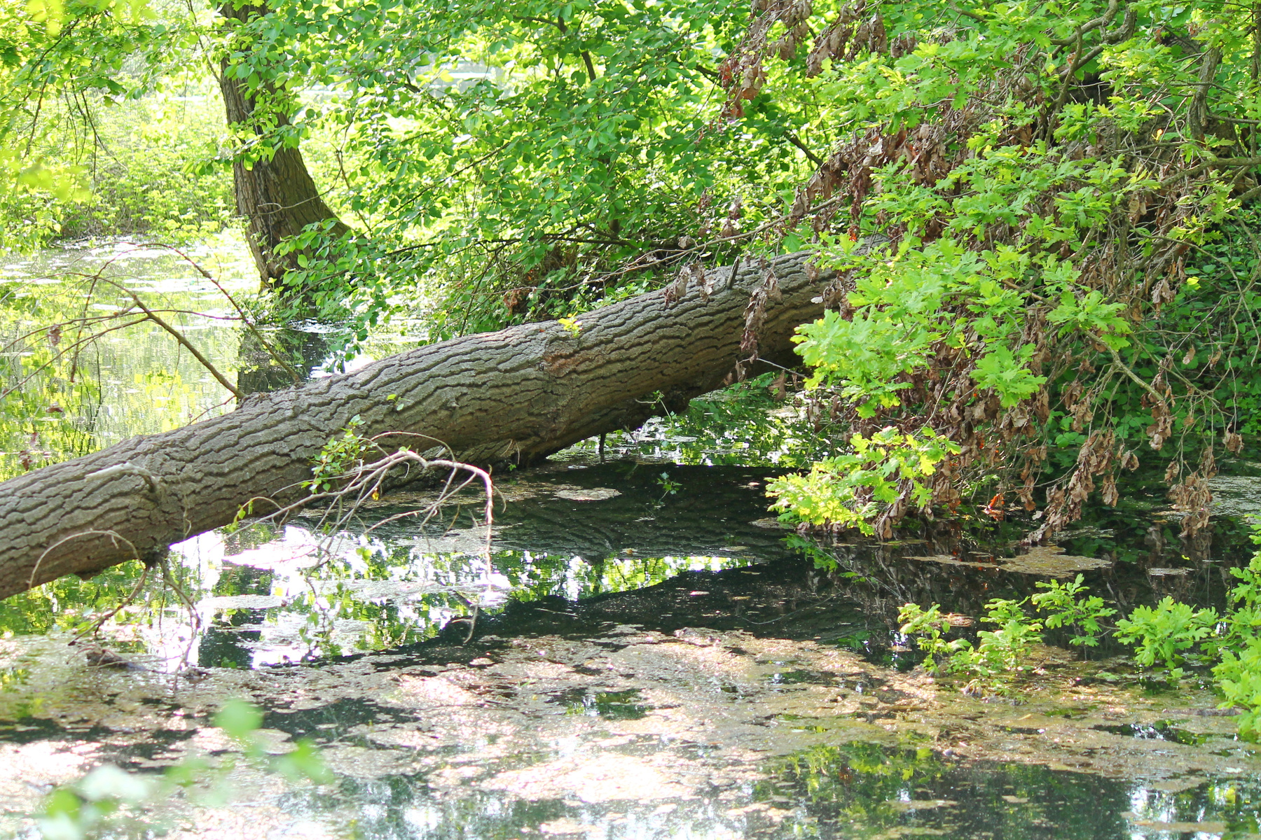 Бурелом дерево,озеро,вода,весна,день,солнце,сломанное дерево