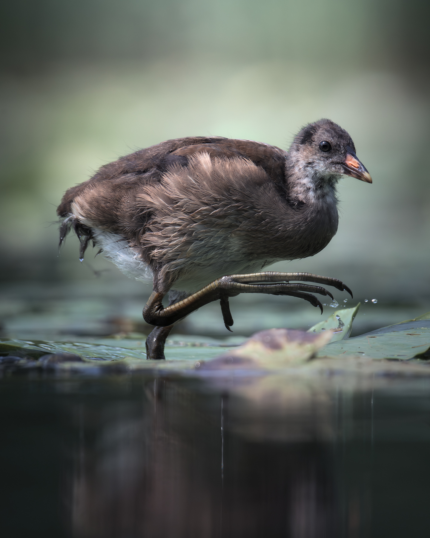 Камышница (Gallinula chloropus) 