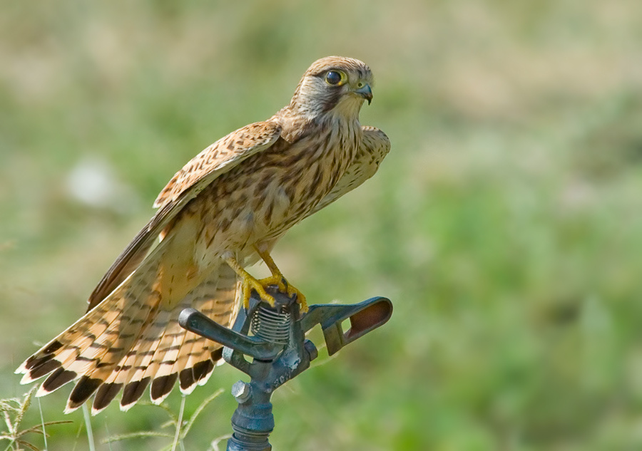 Солнечная пустельга Пустельга, Kestrel, Falco tinnunculus.