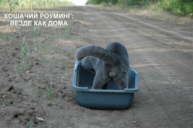 Роуминг по-кошачьи кот природа