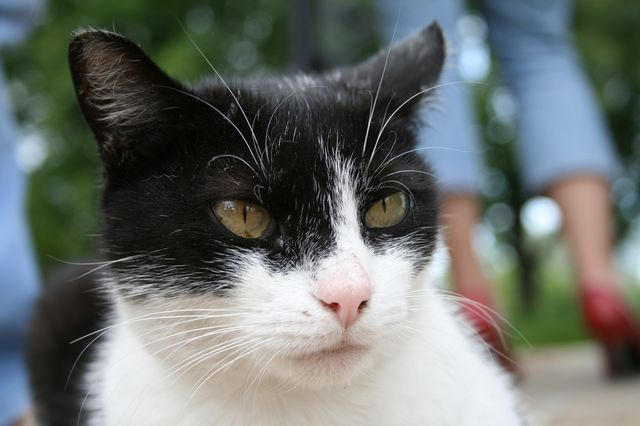 Ленивый киевский кот кот