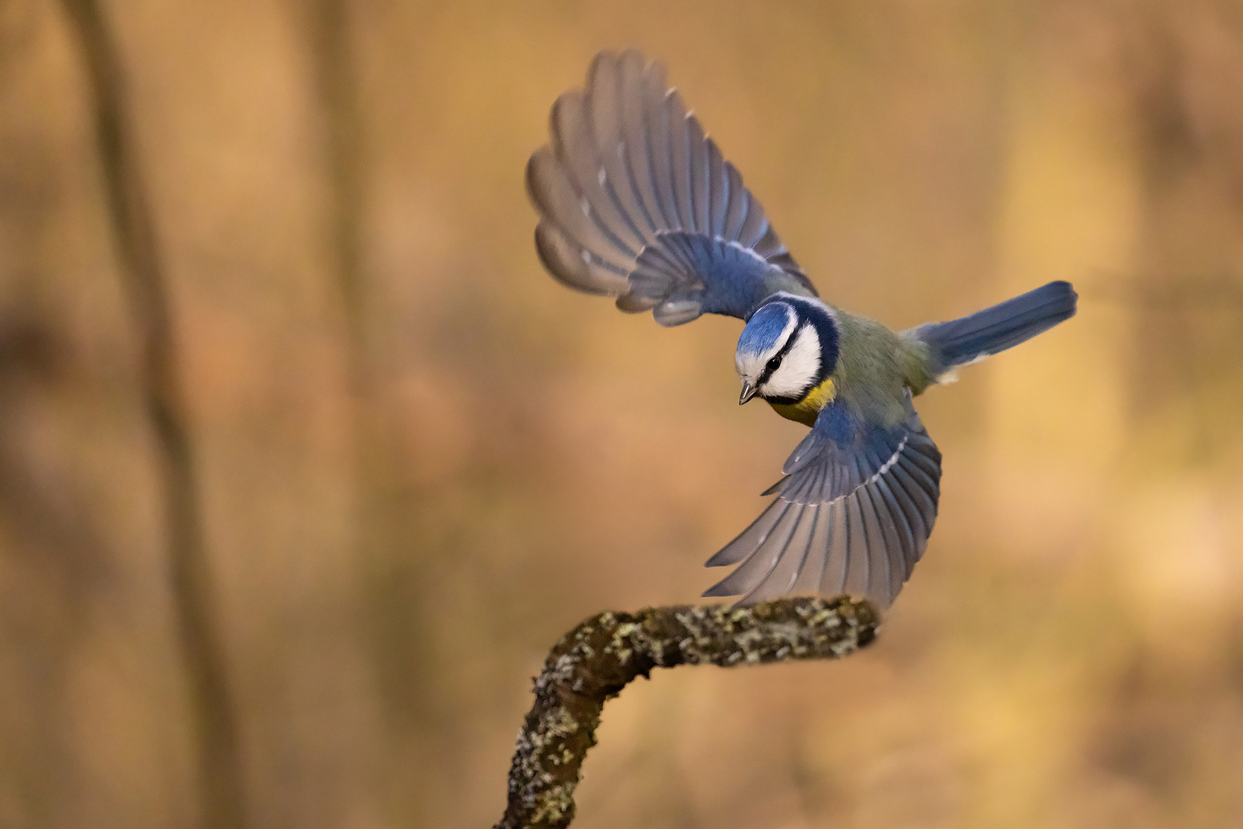 Titmouse 