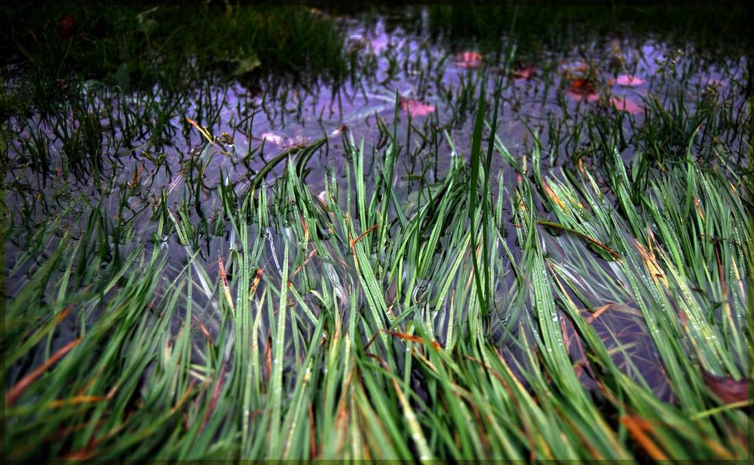 Das herbstliche Wasser Осень вода трава