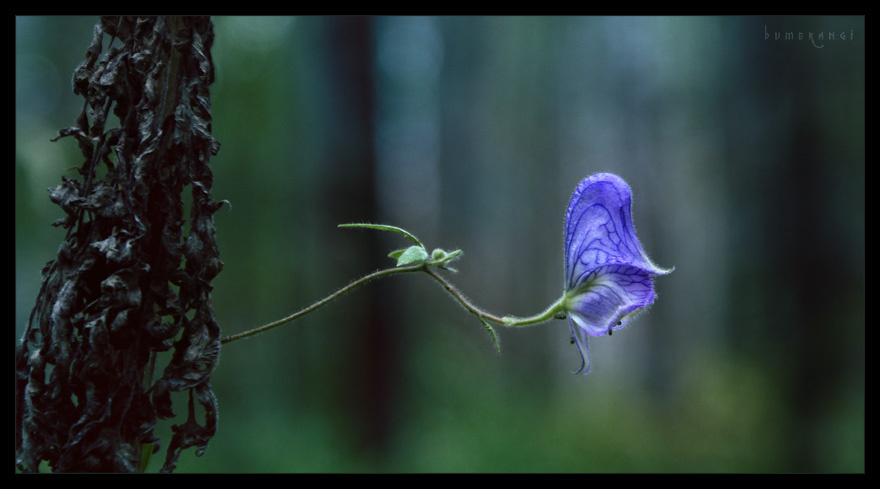 Лесной.. (Aconitum Napellus) лес, цветок, Аконит