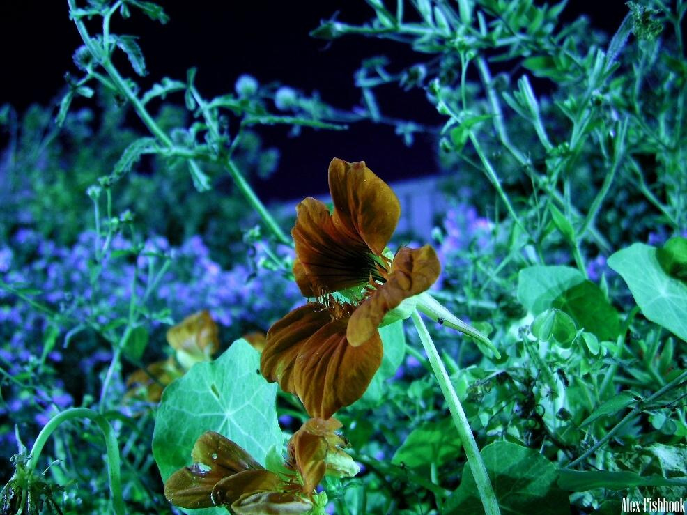 Night Flower цветок, ночь, Україна