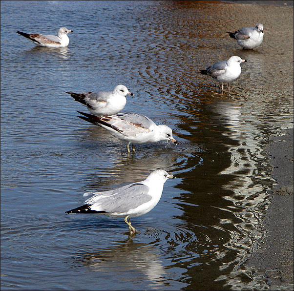 Y sea-gull