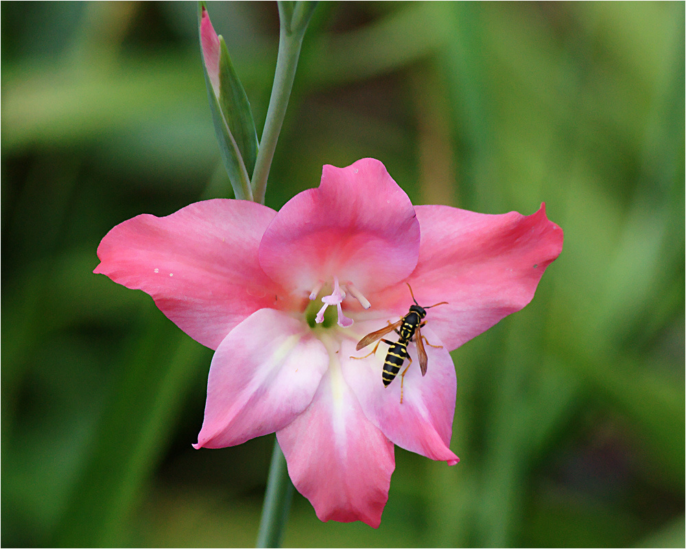 Цветок гладиолуса с осой Растение цветок Gladiolus Charming Beauty Гладиолус Кольвиля насекомое оса