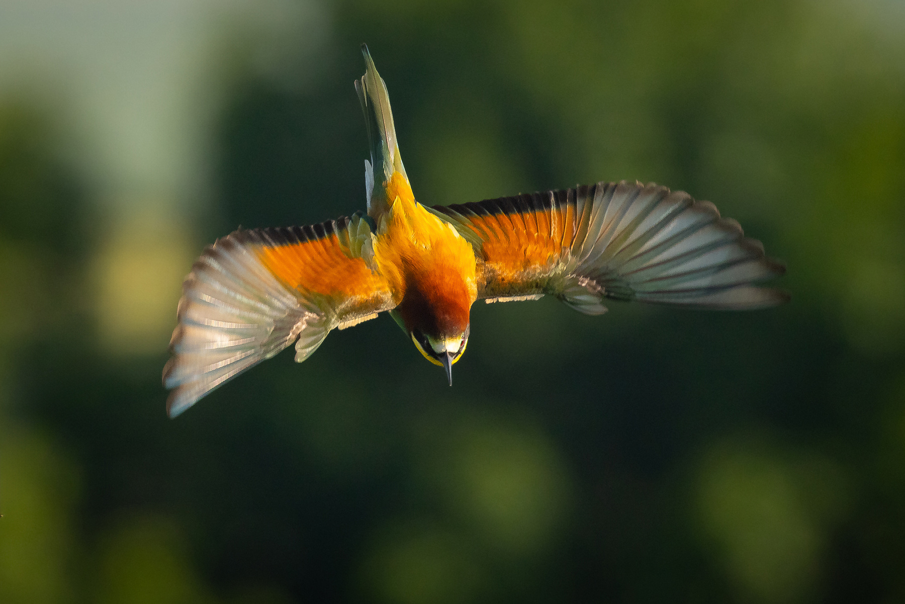 Bee-eater 
