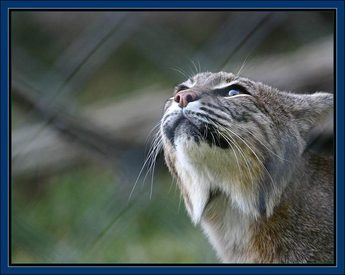 даешь кисок фотосайту! bob cat киска