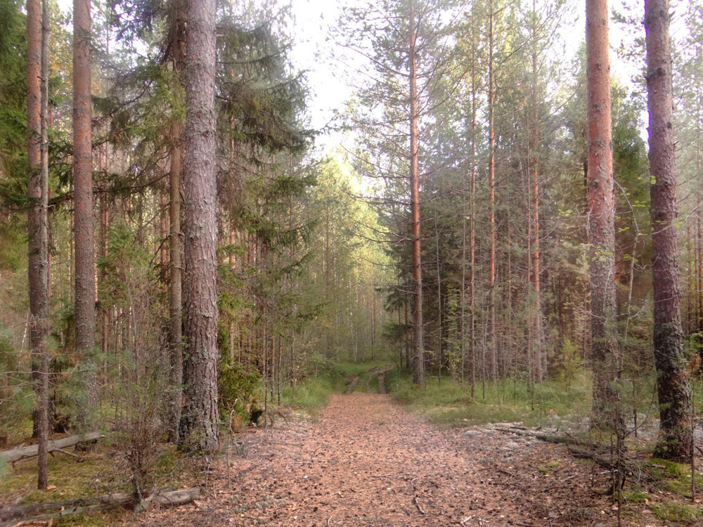 в лесу 