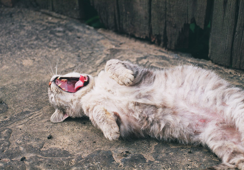what\'s the story, morning glory ... cats