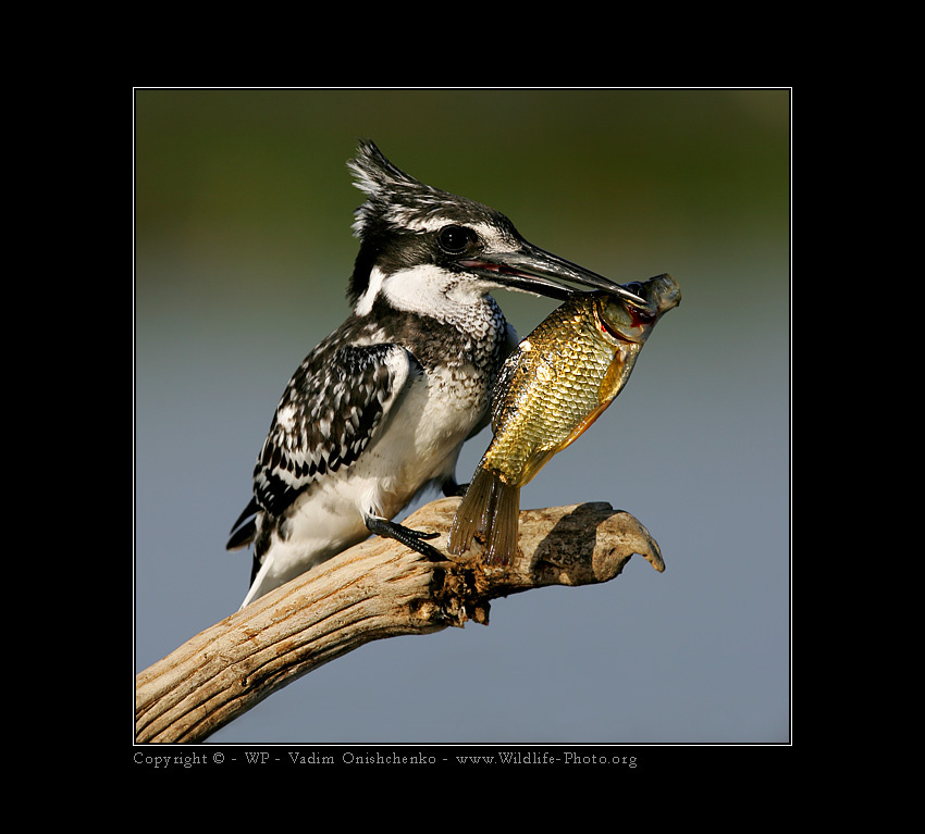 Король-рыбак - Kingfisher Король-рыбак -  Kingfisher