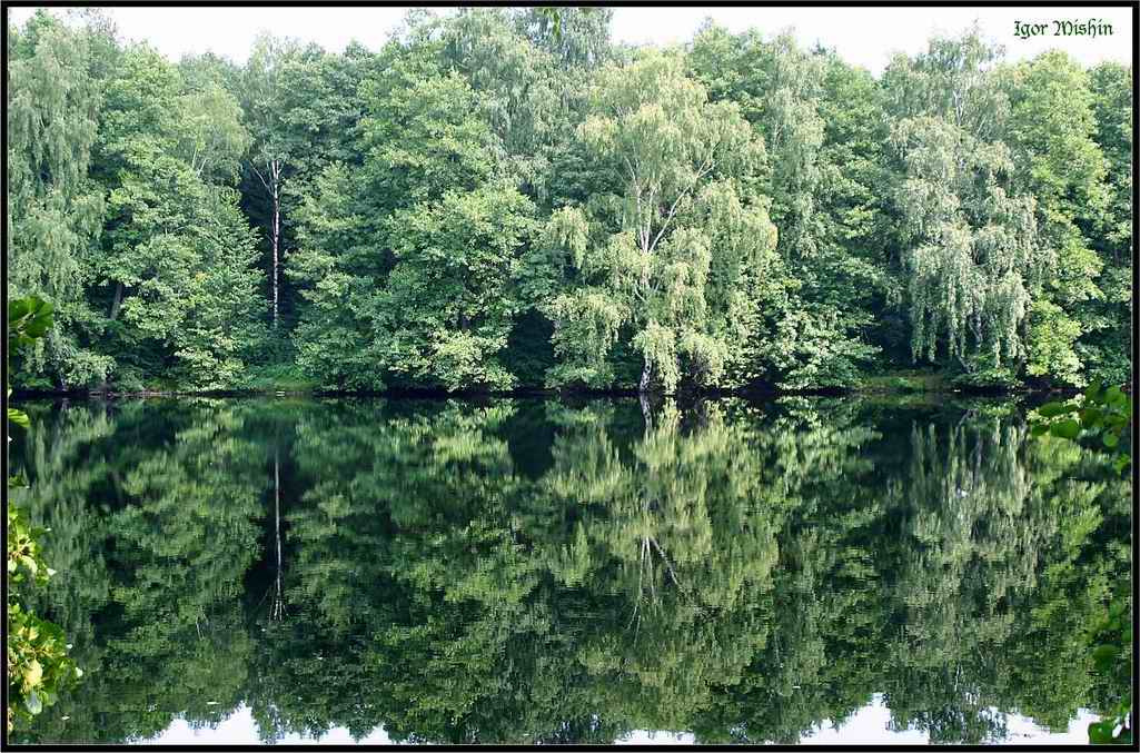 Барские пруды вода, деревья